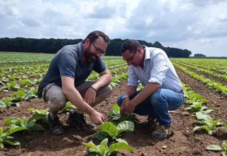 Samuel de Smet et son frère, dans un champ de tabac
