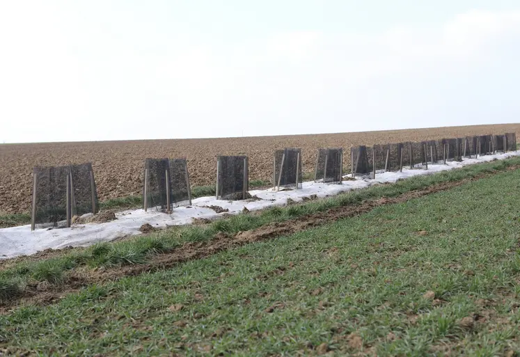 haies plantées en bordure de champ