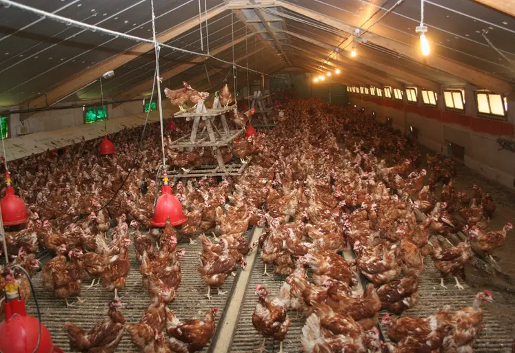Elevage de poules pondeuses confiné par mesure de prévention contre la grippe aviaire.