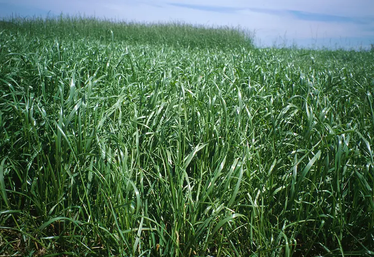 champ de ray-grass