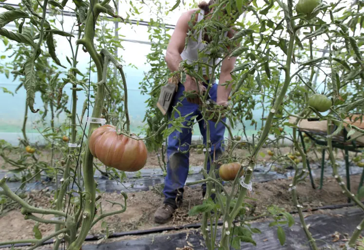 personne travaillant dans une serre où poussent des tomates