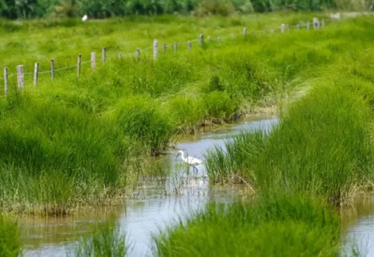 ruisseau avec oiseau en zones humides, 