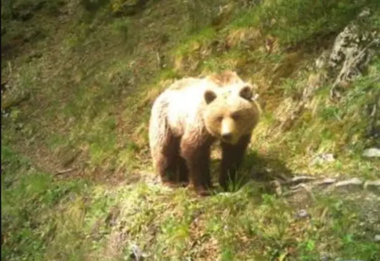 Femelle Ours, capture photo en Ariège
