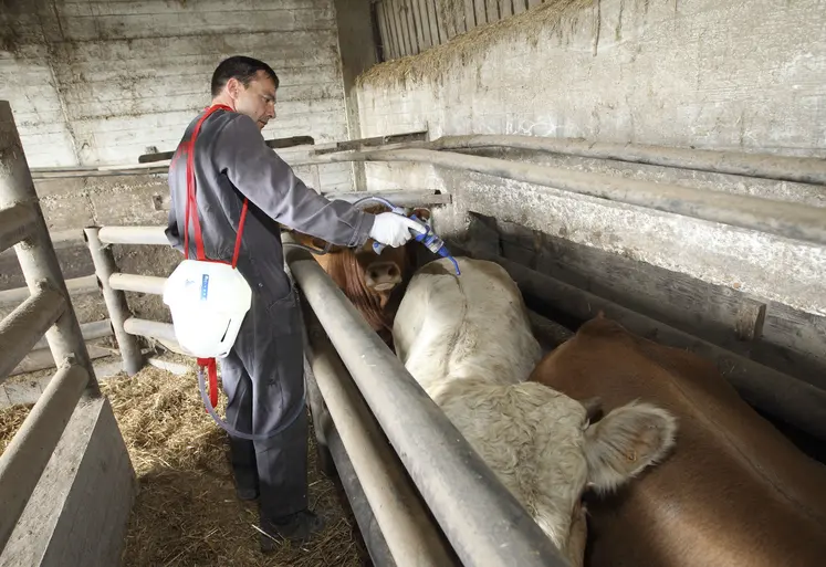 Vétérinaire appliquant un produit antiparasitaire dans un élevage de bovins viande. 