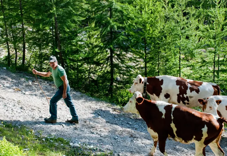 Montée en estive des génisses et vaches de race Montbéliarde guidées par un vacher vers le col de Furfande dans les Hautes-Alpes. 