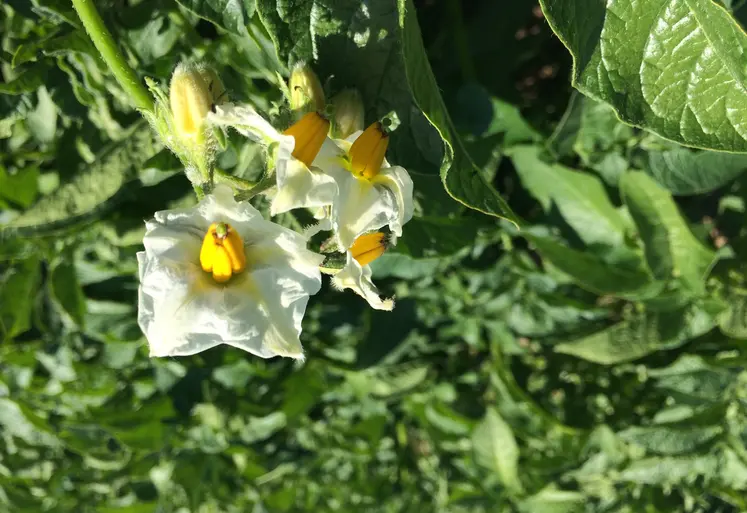Plants de pommes de terre en fleur dans un champ.
