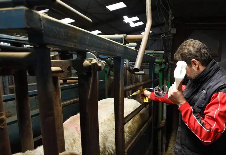 Vaccination d'un bovin dans un élevage de Reims issu d'un lot de broutards de race Charolaise et Salers.