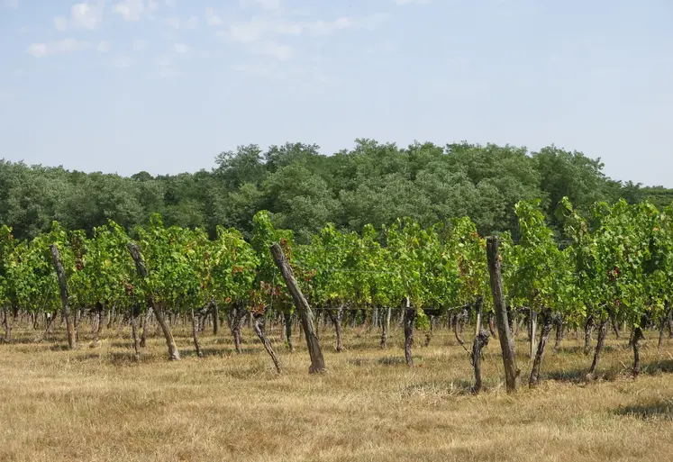 champ de vignes avec des arbres en arrire-plan