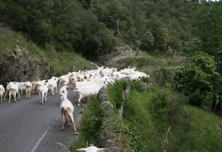 un troupeau de chèvres avançant sur une route de montagne