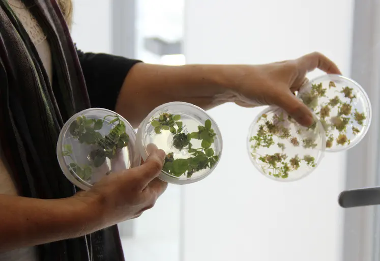 Boîte de Petri contenant des cultures de soja in vitro pour produire des OGM dans un laboratoire argentin de biotechnologie végétale 