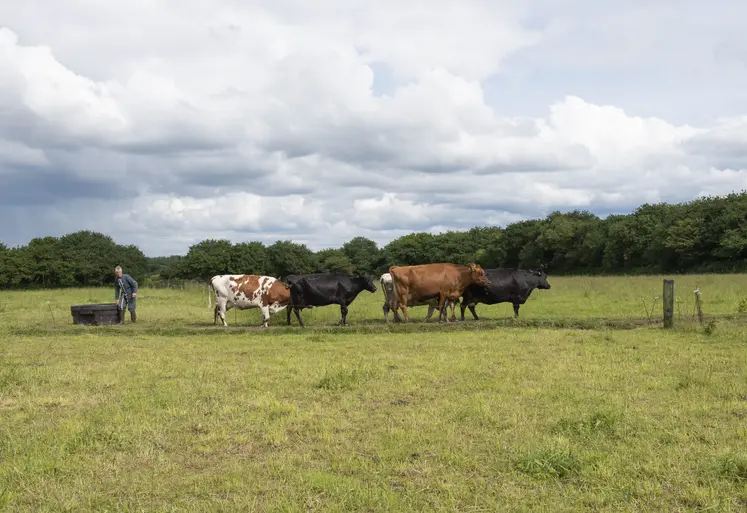 Eleveur avec ses vaches laitières aux pâturages dans le Finistère en Bretagne. 