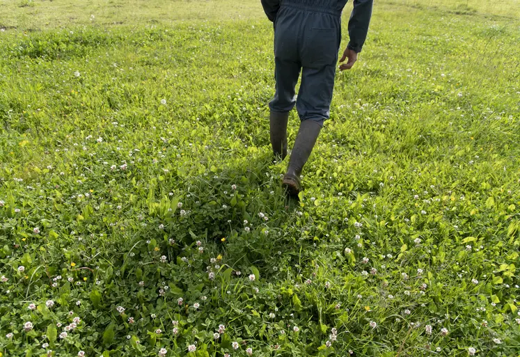 Un agriculteur marche dans une prairie permanente.