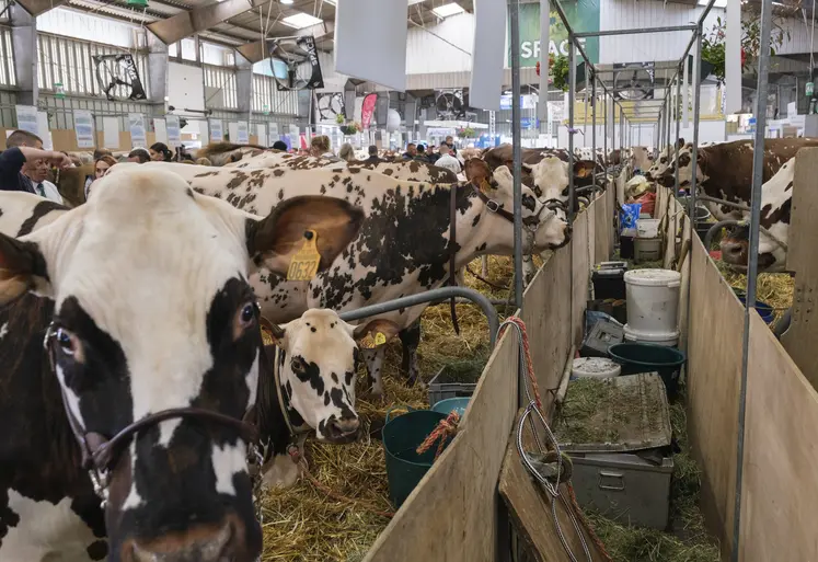 Vaches normandes dans un hall lors du Space 2024. 