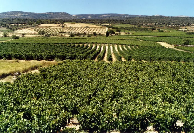 paysage de vignes et de collines