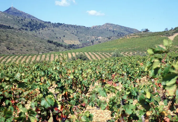 champs de vignes et montagne, paysage occitan