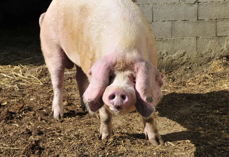 Porc de la race Blancs de l’Ouest