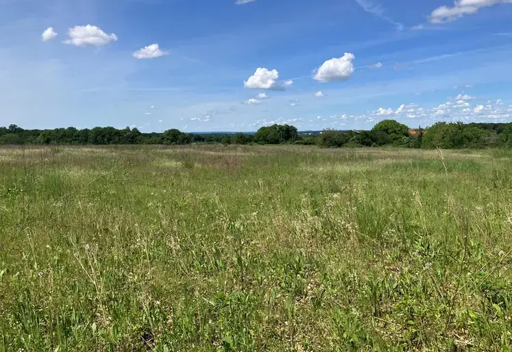 Parcelle en jachère. 
