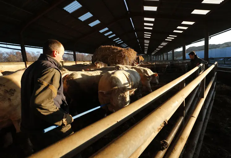 Enlèvement et transport d' un lot de 18 bovins viande de race charolaise de 20 mois chez l' éleveur, deux personnes sont visibles au milieu des bovins dans un bâtiment ouvert. 