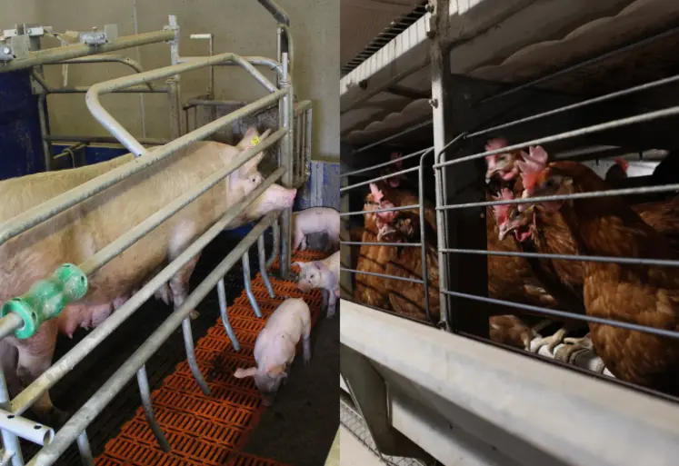 Une truie en cage avec ses porcelets et des volailles de chair en cage