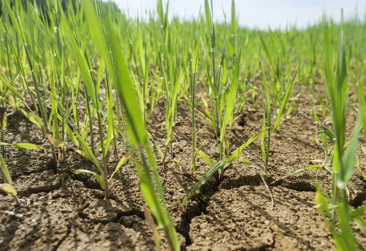 Culture d'orge de printemps pénalisée par un temps sec dans le sud Seine-et-Marne.