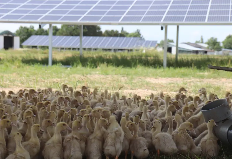 poules devant des ombrières photovoltaïques dans un champ