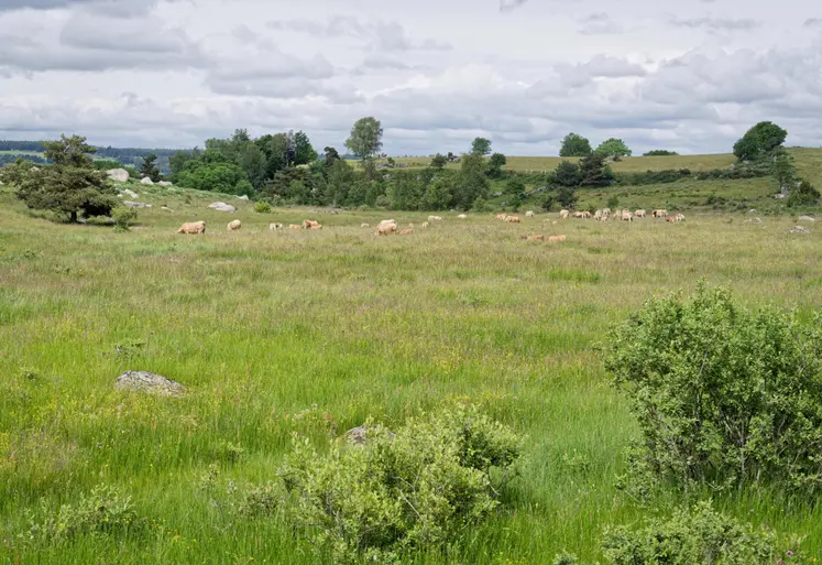 des vaches pâturent dans une prairie naturelle