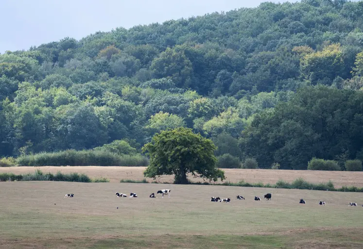 Troupeau de bovins prim'holstein au pré. La canicule a desséché les pâturages, l'herbe est jaune. 
