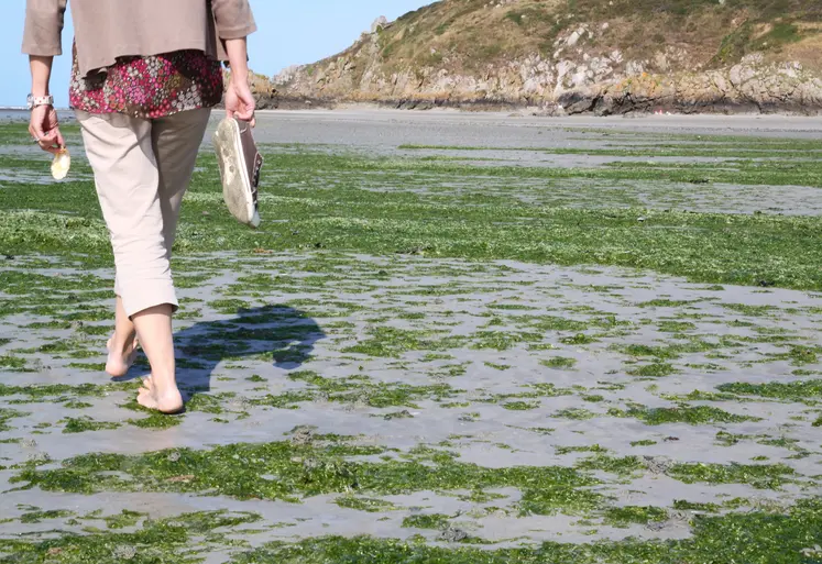 Pollution d' une plage bretonne par les algues vertes .