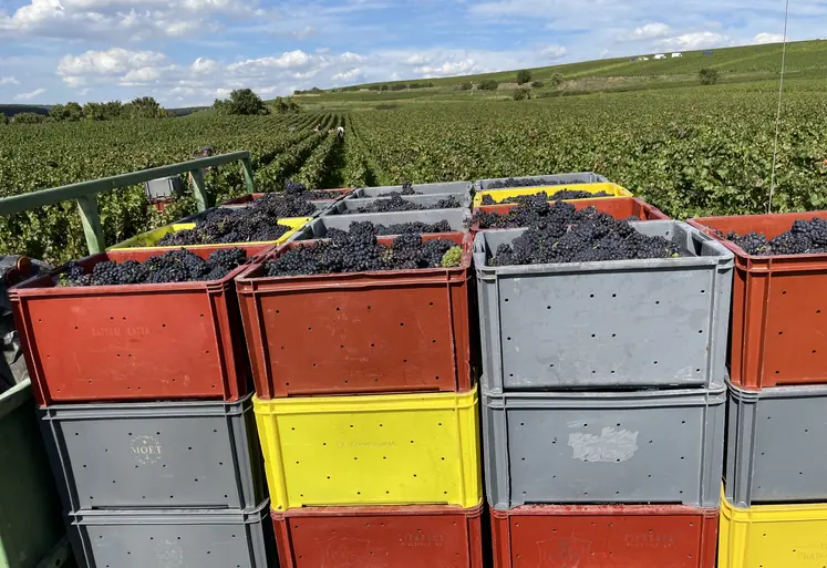  Caisses devant une parcelle de vigne au moment de la récolte 
