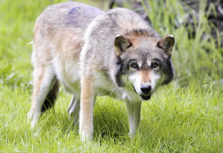  Loup européen de face dans le parc animalier de Sainte-Croix.