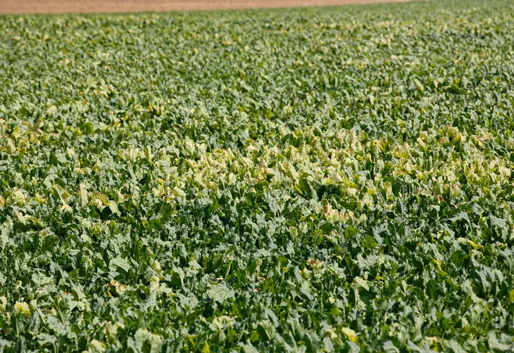 Parcelle de betteraves infestée de jaunisse dans la Marne  