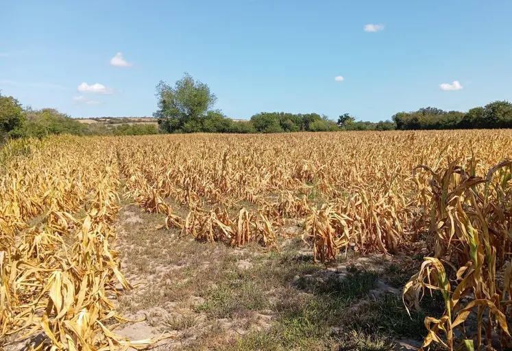 Champ de maïs grillé par la canicule et la sécheresse dans la Manche  