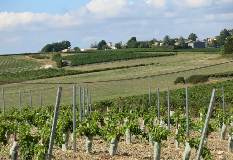  Vignes en Charente-Maritime