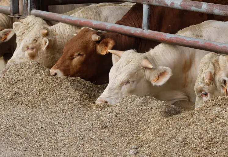 Distribution de la ration alimentaire à des broutards charolais dans un élevage allaitant.