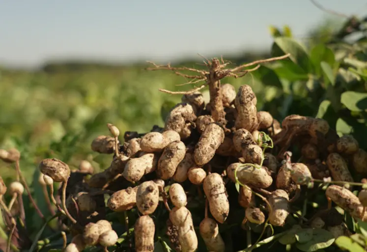 cacahuètes dans un champ