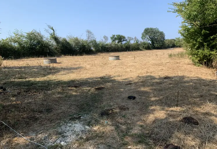 Prairie séchée et jaunie par les canicules et la sécheresse dans le Calvados en août 2026.