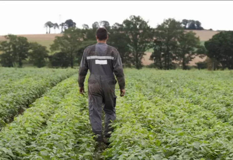 Jeune agriculteur de dos dans un champs de légumes d'industrie