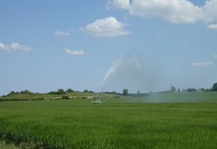 champ irrigué