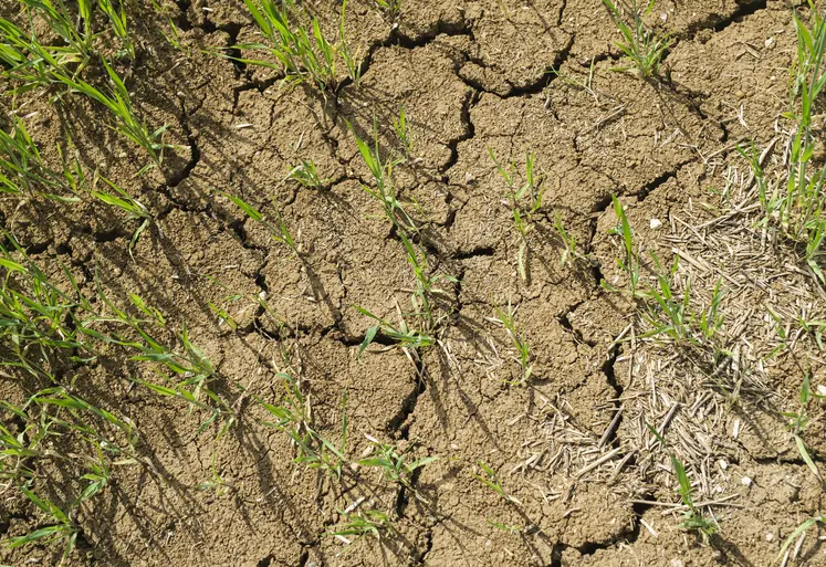  Terre craquelée dans un champ de céréales de printemps 