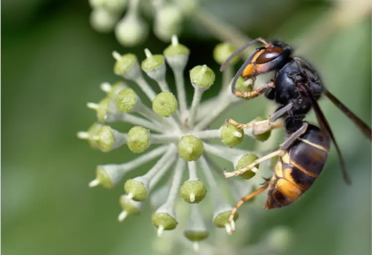 un frelon sur une fleur de lierre