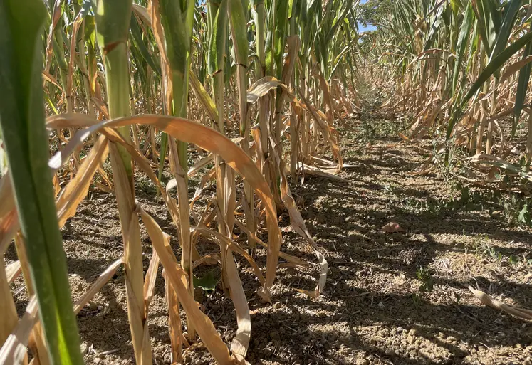 plants de maîs affectés par la canicule et la sécheress