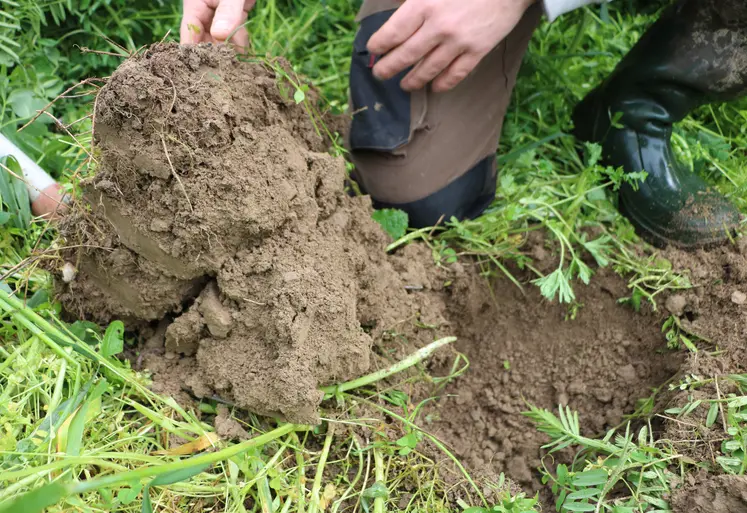 Structure d’une motte de sol sous un méteil riche en légumineuses.