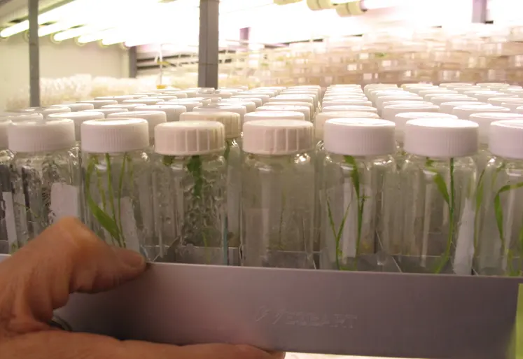 Laboratoire de biotechnologie végétale et de sélection de variétés de céréales à paille. 