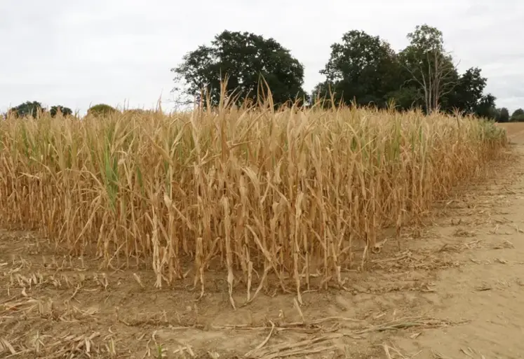 Maïs désséché après la sécheresse et les canicules de l'été 2026.