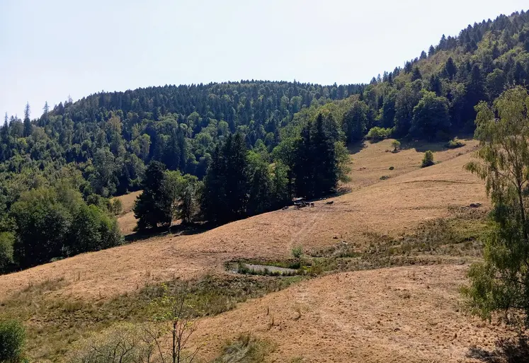 Prairie desséchée dans les Vosges.  
