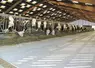 Stabulation de vaches laitières