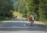 Vache sur une route départementale