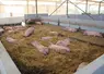 Bâtiment d'engraissement de porcs élevés en bio