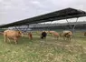     Dix vaches de race aubrac sous une centrale agrivoltaïque dans le Lot-et-Garonne.  