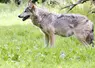 Loup Européen dans le Parc animalier de Sainte-Croix